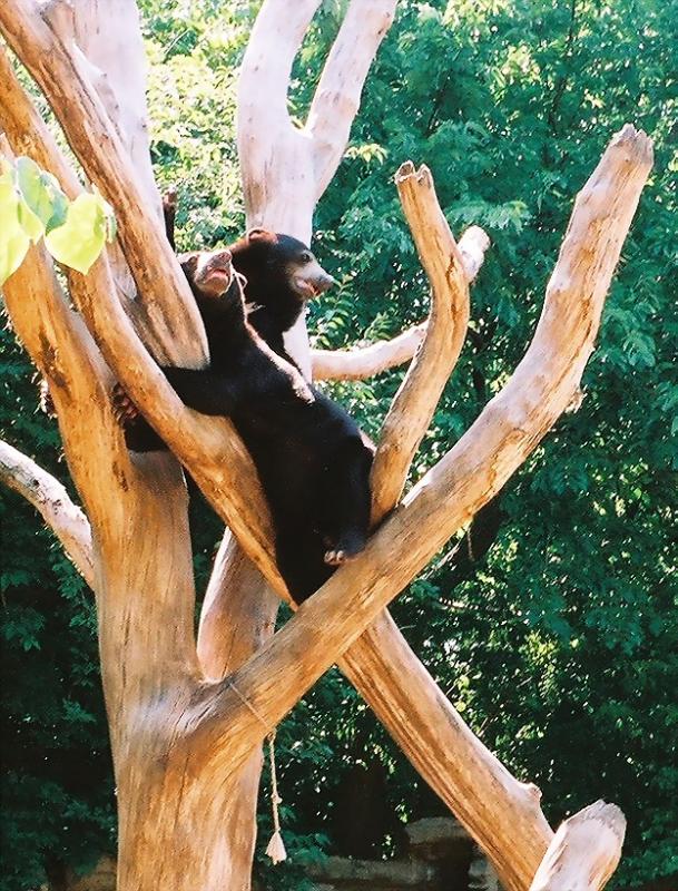 malaysunbears2.JPG