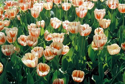 124A_tulips.JPG
