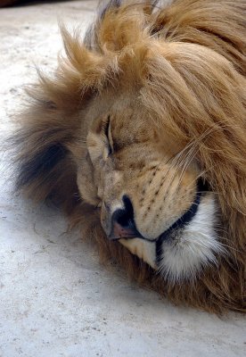 4493 barbary lion.JPG