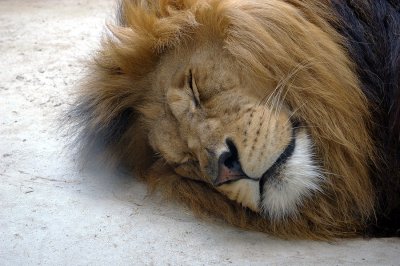 4496 barbary lion.JPG