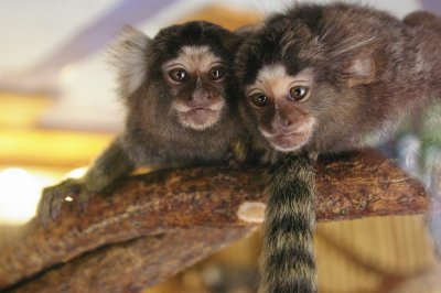 4504 pigmy marmosets.JPG