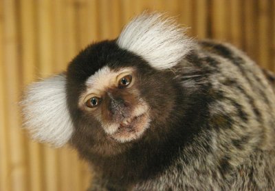 4515 marmoset.JPG