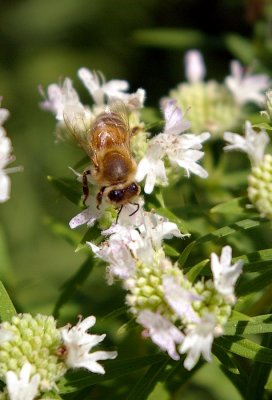 4892 honeybee.JPG
