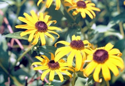 006A_black_eyed_susans.JPG