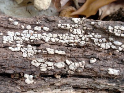130147 colony.JPG