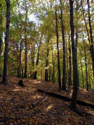 130151 woods 1.JPG