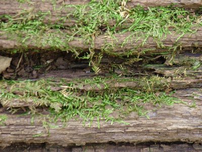 130154 moss 2.JPG