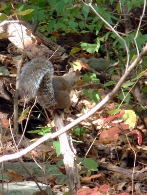 130156 gray squirrel.JPG