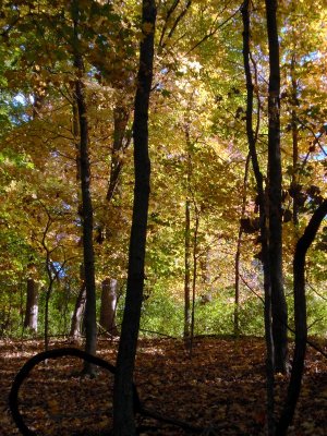 130162 woods 2.JPG