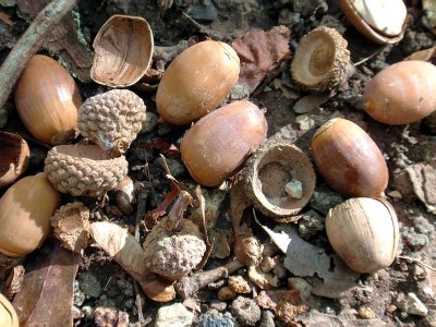 130169 acorns 1.JPG