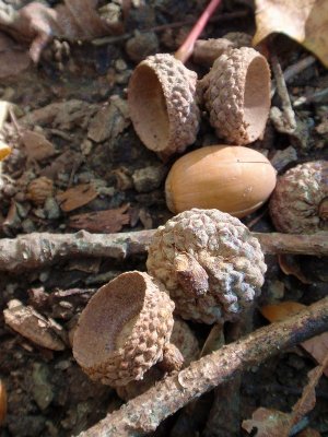 130171 acorns 2.JPG