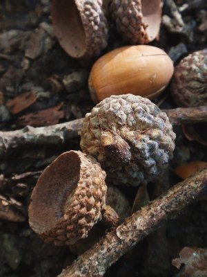 130172 acorns 3.JPG