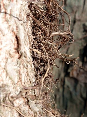 130182 vine 3.JPG