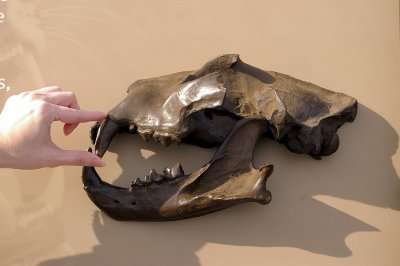 5354_cat_skull.JPG