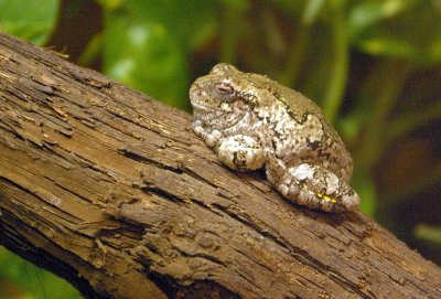 5412_tree_frog.JPG