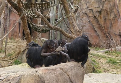 5969_chimps.JPG
