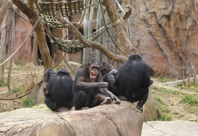5971_chimps.JPG