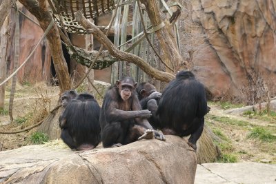 5972_chimps.JPG