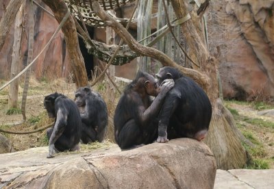 5981_chimps.JPG