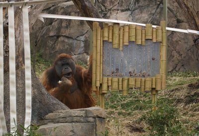 6014_orangutan.JPG