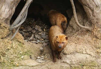 6137_bushdogs.JPG