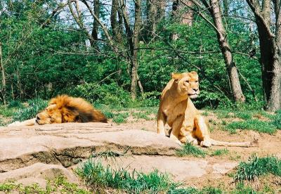 lions2.jpg