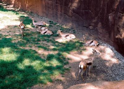 antelopes.JPG