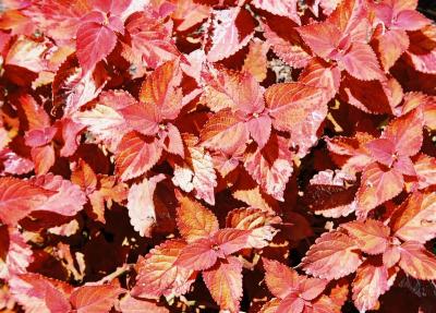 red'foliage.JPG