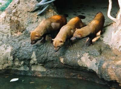 bushdogs2.jpg