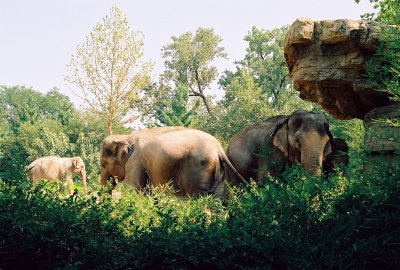 3elephants.jpg