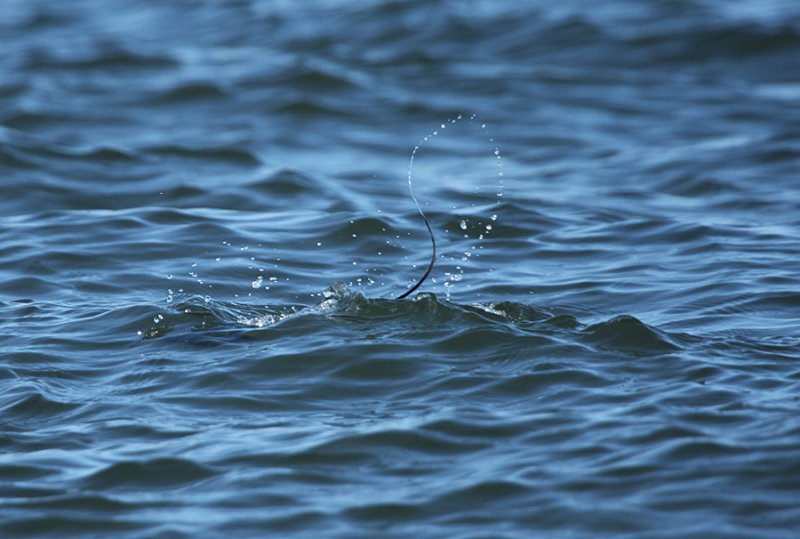 Long-tailed Duck