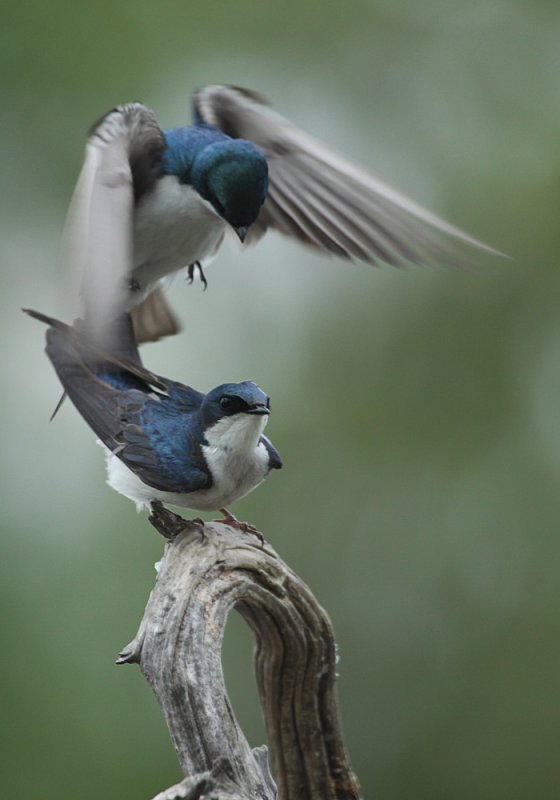 Tree Swallow