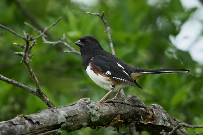 Eastern Towhee 9971_2.jpg