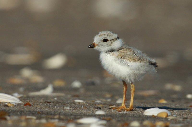 Piping Plover IMG_9818_2.jpg