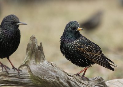 starlings