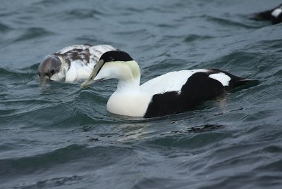 common_eider