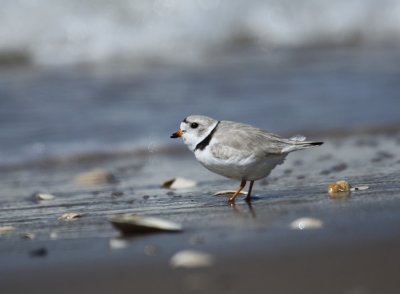 IMG_0586_2.jpg
