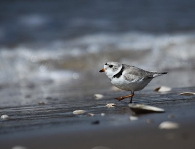 IMG_0592_2.jpg