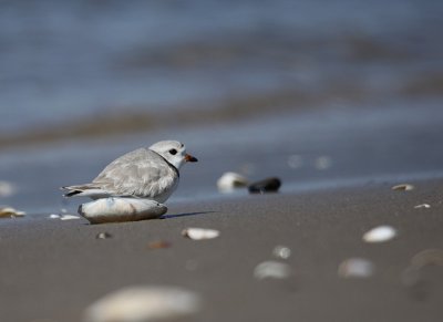 IMG_0658_2.jpg