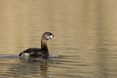 IMG_4223_2.jpg