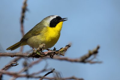 common_yellowthroat