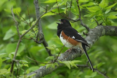 towhee