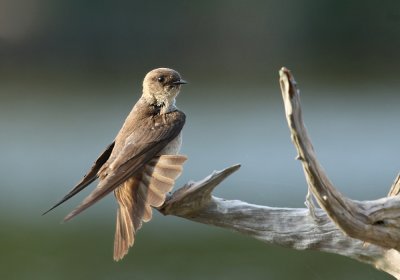 northern rough-winged swallow -IMG_2489_5.jpg