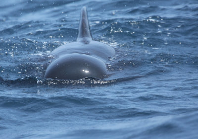 Pilot Whale IMG_0417_2.jpg