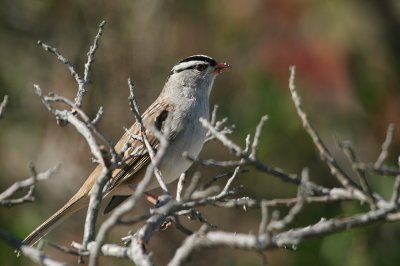 white-crowned_sparrow