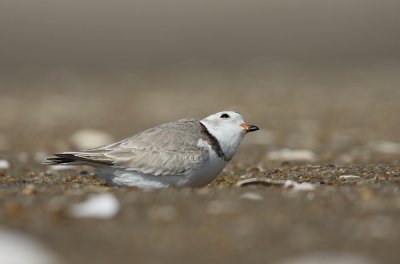 IMG_1343_2.jpg