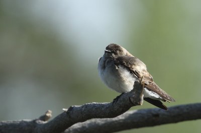 IMG_1710_2.jpg