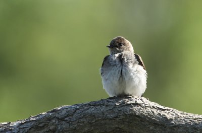 IMG_1732_2.jpg