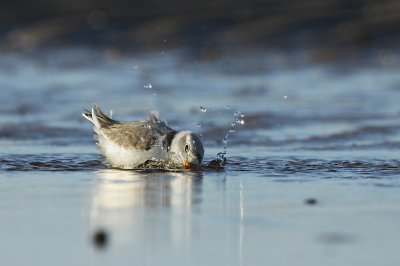 IMG_3334_2.jpg