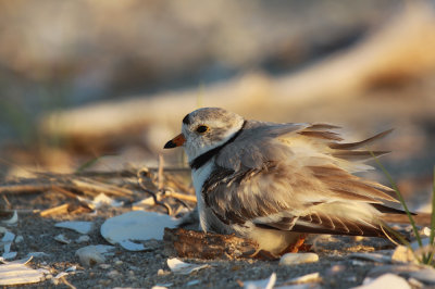 Piping Plover IMG_0406_2.jpg